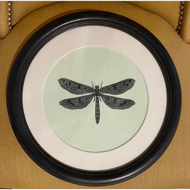 Traditional Natural Curiosities Dragonfly Prints Framed For Sale - Image 3 of 8