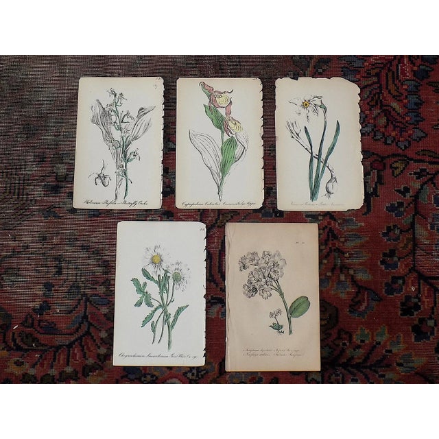 Antique 19th Century Hand Colored Botanical Lithographs - Set of 5 For Sale In Cincinnati - Image 6 of 6
