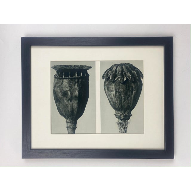 1920s Framed Antique Botanical Blossfeldt Print - No. 104 For Sale - Image 5 of 5