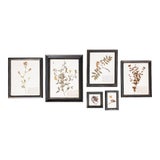 Custom Framed Antique Swedish Herbarium Botanical Specimens, Circa 1940's - Set of 6 For Sale