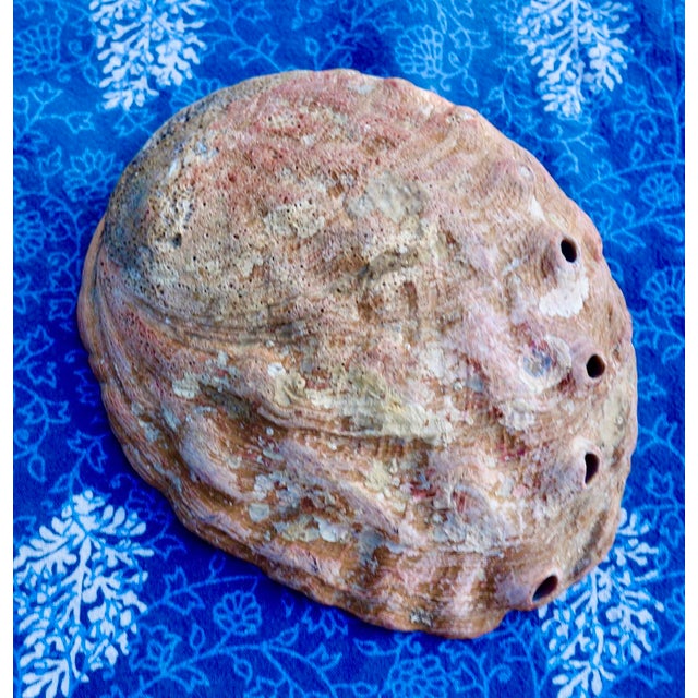 Red Abalone Shell, Coralized For Sale - Image 15 of 17