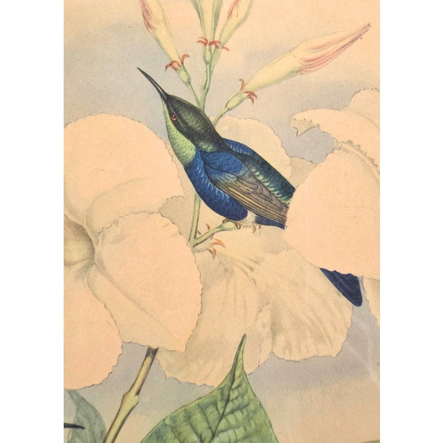 After W. Hart & HC Richter, Thalurania Refulgens and Hylonympha Macrocerca, 1800s, Hand-Colored Lithographs, Set of 2 For Sale - Image 6 of 18