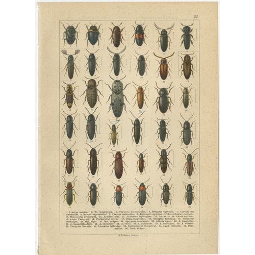 Calwer, Beetles, European Coleoptera Plates, 1893, Chromolithographs, Set of 6 For Sale - Image 4 of 9