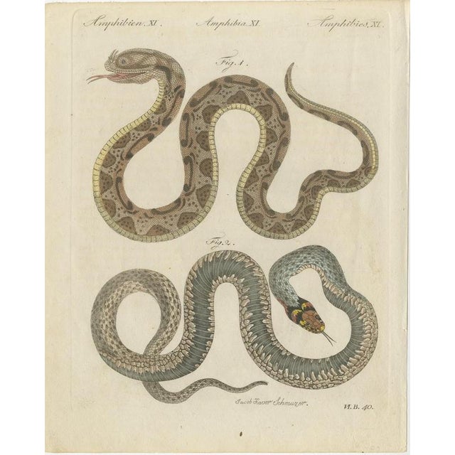Bertuch, Two Snakes with Bold Head Markings, 1805, Print For Sale - Image 3 of 12