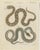 Bertuch, Two Snakes with Bold Head Markings, 1805, Print For Sale - Image 3 of 12