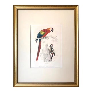 Antique French Hand Colored Engraving of a Parrot and Woodpecker Buffon Paris 1825 For Sale