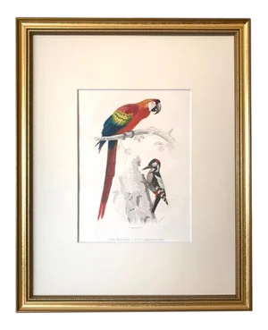 Antique French Hand Colored Engraving of a Parrot and Woodpecker Buffon Paris 1825