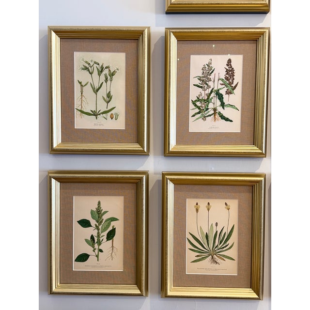English A Suite of Eight English Botanical Engravings, Late 19th Century For Sale - Image 3 of 13