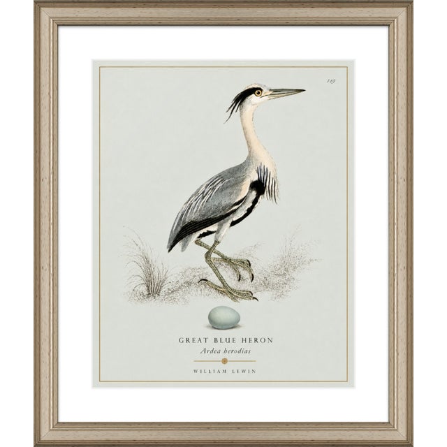 Boutique Archival William Lewin "Waterbirds & Waders" Prints - Set of 15 (8" X 10") For Sale - Image 9 of 18
