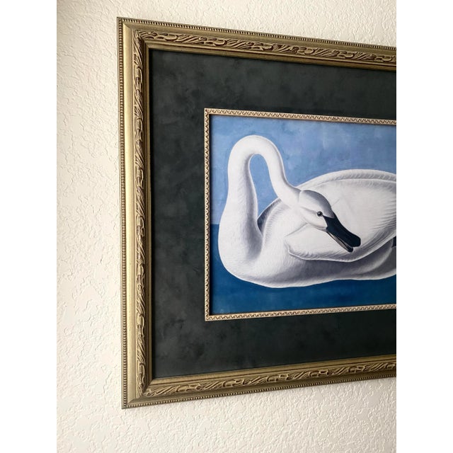 Vintage John James Audubon Trumpeter Swan Print. It is magnificently, and professionally matted and framed.. The matting...