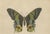 Drapiez, Urania Prometheus, Lepidoptera, 1845, Print For Sale - Image 3 of 6