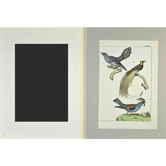 Birds with Particular Tail is an Etching hand colored realized by Gotthilf Heinrich von Schubert - Johann Friedrich...