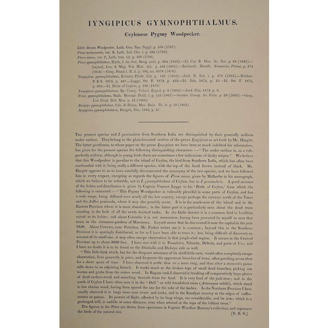 Woodpeckers, Ceylonese Pygmy: A 19th C. Gould Hand-Colored Lithograph, 1850 For Sale In San Francisco - Image 6 of 6