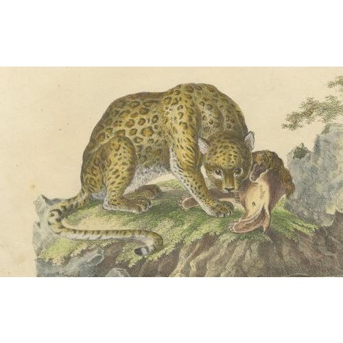 Karl Joseph Brodtmann, Jaguar & Cougar, 1816, Lithograph For Sale - Image 4 of 9