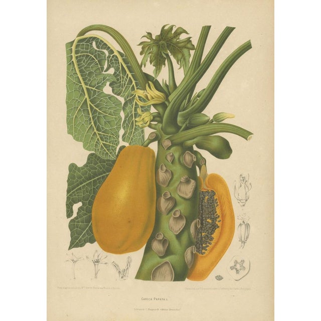 Hoola van Nooten, Papaya Botanical, 1880, Chromolithograph For Sale - Image 3 of 9
