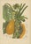 Hoola van Nooten, Papaya Botanical, 1880, Chromolithograph For Sale - Image 3 of 9