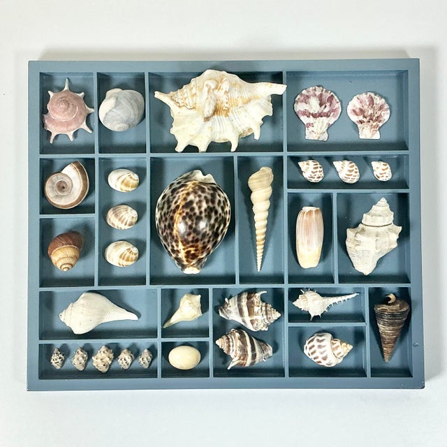 Late 20th Century Vintage Coastal Boho Chic Seashell Collection, French Blue Divided Shadowbox Decorative Object For Sale - Image 5 of 13