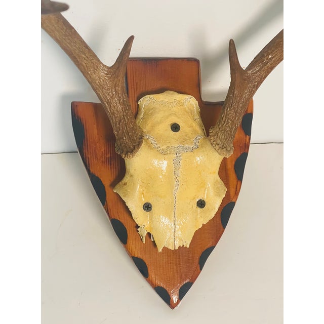 Contemporary Vintage Roe Deer Antlers 8 Points on Wood Board For Sale - Image 3 of 4