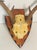 Contemporary Vintage Roe Deer Antlers 8 Points on Wood Board For Sale - Image 3 of 4