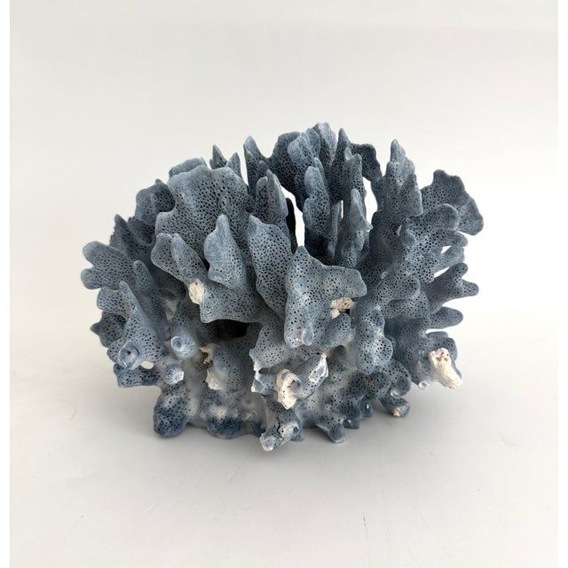 Shell Natural Blue Coral Specimen For Sale - Image 7 of 7