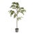 A natural wonder. Napa has the very best in permanent trees and botanicals. So realistic in form and color you, ll look...