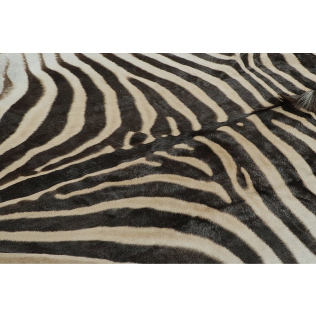 2020s Rug & Kilim’s Contemporary Burchell Zebra Hide With Classic Black Stripes For Sale - Image 5 of 9