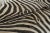 2020s Rug & Kilim’s Contemporary Burchell Zebra Hide With Classic Black Stripes For Sale - Image 5 of 9