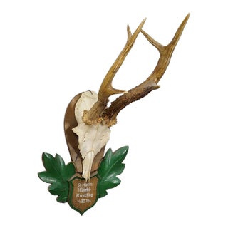 Great Black Forest Red Deer Trophy on Carved Plaque - Germany 1954 For Sale
