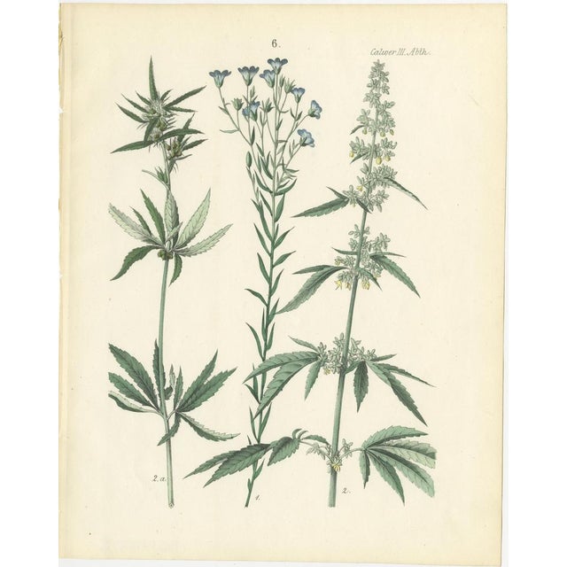 Paper Calwer, Botanical Plates of Technical Plants, 1854, Prints, Set of 12 For Sale - Image 7 of 15