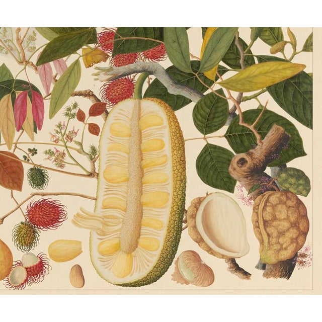 Golden Tropic Botanicals #1/22. beautifully reproduced as giclée prints using archival inks on imported English cotton rag...