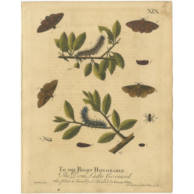 Albin, Moths & Caterpillars Common Rustic, Drab & Tiger Moths, 1720, Prints, Set of 4 For Sale - Image 4 of 10