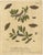 Albin, Moths & Caterpillars Common Rustic, Drab & Tiger Moths, 1720, Prints, Set of 4 For Sale - Image 4 of 10