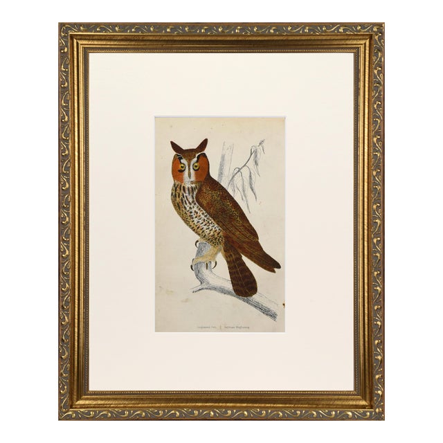 19th Century English Hand Colored Owl Bird Engraving by Goldsmith For Sale