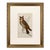19th Century English Hand Colored Owl Bird Engraving by Goldsmith For Sale