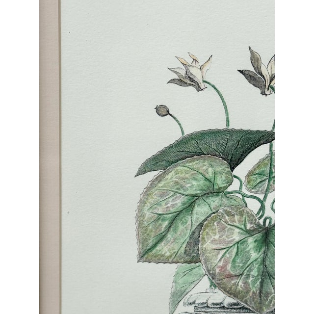 Vintage Framed Pink Cyclamen Flower Print For Sale In New Orleans - Image 6 of 8