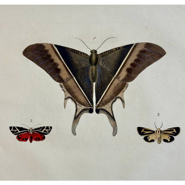 Original entomology engraving is from Dru Druryâ s "Illustrations of exotic Entomology, containing upwards of six hundred...