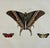 Original entomology engraving is from Dru Druryâ s "Illustrations of exotic Entomology, containing upwards of six hundred...