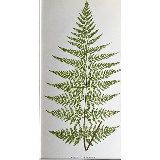 English Antique Botanical Lithograph of a Fern Print by Edward J. Lowe London c.1867 For Sale - Image 3 of 5