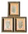 Botanical Paintings with Engravings, Paper, Framed, Set of 3 For Sale