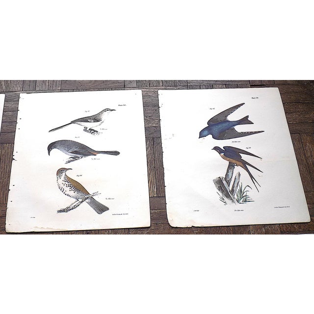 Realism Authentic Antique 19th Century Bird Lithographs - Set of 12 For Sale - Image 3 of 8