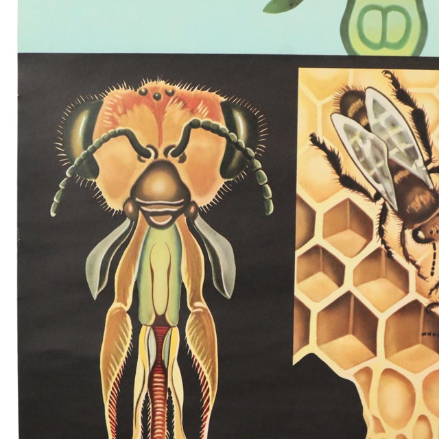 Large Vintage The Honeybee School Chart, 1968 For Sale - Image 11 of 14