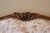 French Vintage French Louis XV Style Carved Walnut Bedframe For Sale - Image 3 of 11