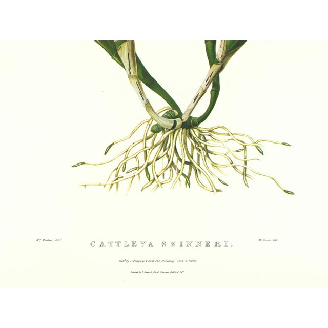 Realism Large 1973 Orchid Flower Lithograph "Cattleya Skinneri" (Skinner's Cattleya) After James Bateman For Sale - Image 3 of 7