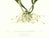 Realism Large 1973 Orchid Flower Lithograph "Cattleya Skinneri" (Skinner's Cattleya) After James Bateman For Sale - Image 3 of 7