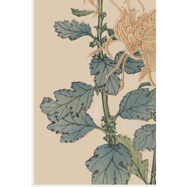 Spider Chrysanthemum Pair by Hasegawa Japanese Botanical Art Print, 24" X 36" For Sale - Image 4 of 10