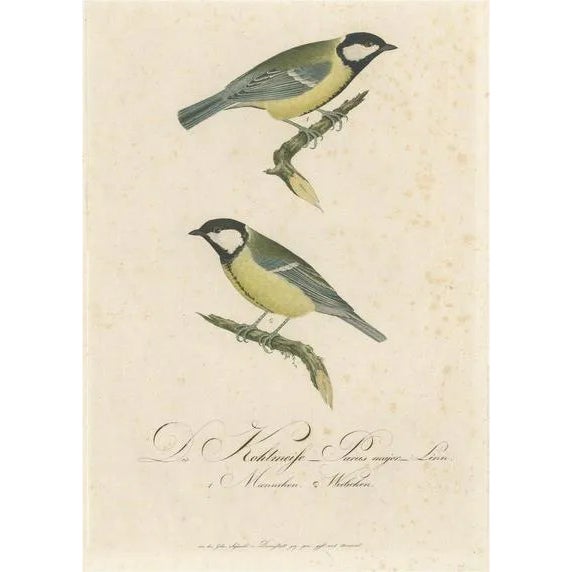 Alkeni, Depiction of Great Tits, 18th Century, Engraving For Sale
