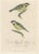 Alkeni, Depiction of Great Tits, 18th Century, Engraving For Sale