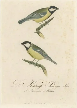 Alkeni, Depiction of Great Tits, 18th Century, Engraving