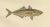 Armored Bullhead, 1895, Paper For Sale - Image 4 of 10