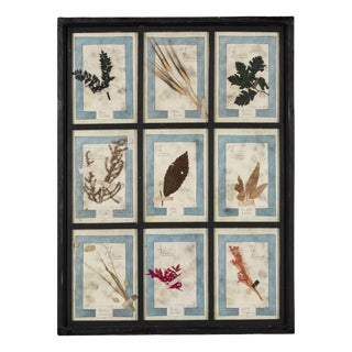 20th Century Italian Large Oak Frame with Pressed Flowers and Herbs For Sale